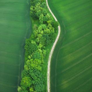 Idyllic country road through a bright green wheat field in Spring