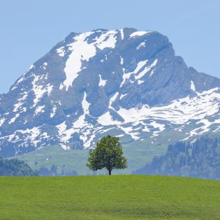 ee-standing, single lime trees on a hill in front of snow-covered mountain